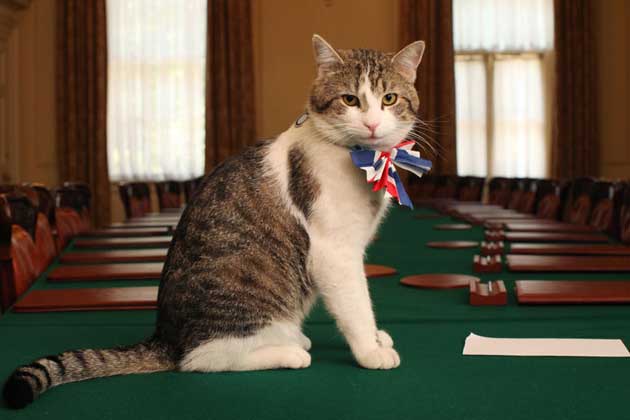 Larry the cat sitting on a table where the cabinet meet.